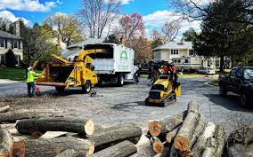 How Our Tree Care Process Works  in  Clarence Center, NY