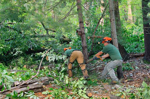 Best Tree Maintenance Programs  in Clarence Center, NY